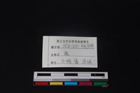 梅花鹿骨藏品圖，第3張