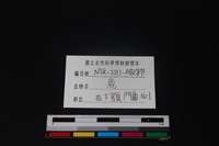 梅花鹿骨藏品圖，第3張