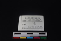 梅花鹿骨藏品圖，第4張