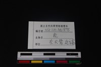 梅花鹿骨藏品圖，第3張