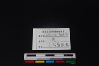 梅花鹿骨藏品圖，第3張
