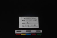 梅花鹿骨藏品圖，第4張