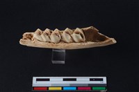 梅花鹿骨藏品圖，第3張