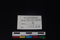 梅花鹿骨藏品圖，第3張