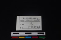梅花鹿骨藏品圖，第3張