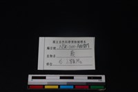 梅花鹿骨藏品圖，第4張