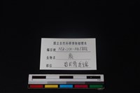梅花鹿骨藏品圖，第3張