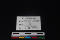 梅花鹿骨藏品圖，第3張