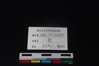 梅花鹿骨藏品圖，第3張