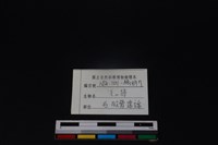 鹿科骨藏品圖，第3張