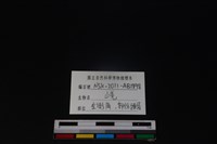 山羌骨藏品圖，第3張