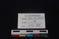 梅花鹿骨藏品圖，第5張