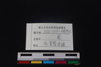 梅花鹿骨藏品圖，第3張