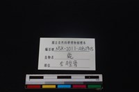 梅花鹿骨藏品圖，第3張