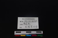 梅花鹿骨藏品圖，第3張