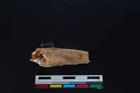 梅花鹿骨藏品圖，第1張