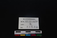 梅花鹿骨藏品圖，第3張