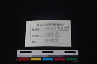 梅花鹿骨藏品圖，第3張