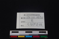 梅花鹿骨藏品圖，第3張