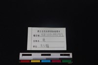 梅花鹿骨藏品圖，第3張