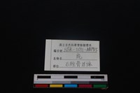 梅花鹿骨藏品圖，第3張