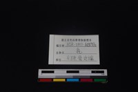 梅花鹿骨藏品圖，第3張