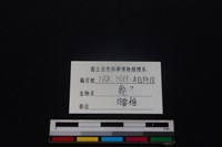 梅花鹿骨藏品圖，第4張