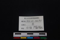 梅花鹿骨藏品圖，第3張