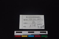 梅花鹿骨藏品圖，第4張