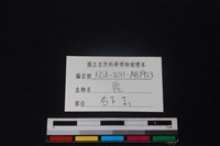 梅花鹿骨藏品圖，第3張