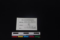 梅花鹿骨藏品圖，第3張