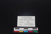 梅花鹿骨藏品圖，第3張