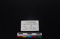 梅花鹿骨藏品圖，第3張