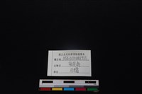 梅花鹿骨藏品圖，第3張