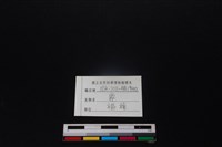 梅花鹿骨藏品圖，第3張
