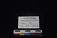 梅花鹿骨藏品圖，第3張