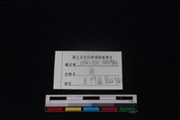 梅花鹿骨藏品圖，第3張