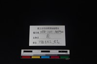 梅花鹿骨藏品圖，第3張