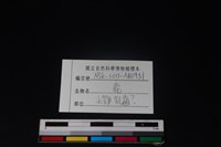梅花鹿骨藏品圖，第4張