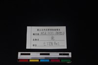 梅花鹿骨藏品圖，第3張