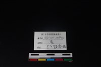 梅花鹿骨藏品圖，第3張