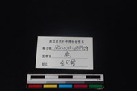 梅花鹿骨藏品圖，第3張