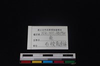梅花鹿骨藏品圖，第3張