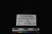 梅花鹿骨藏品圖，第3張