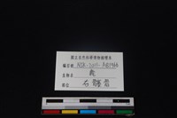 梅花鹿骨藏品圖，第3張