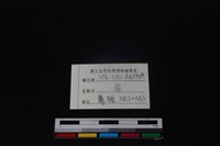 梅花鹿骨藏品圖，第4張