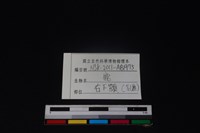 梅花鹿骨藏品圖，第4張