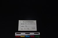 梅花鹿骨藏品圖，第4張