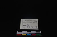 梅花鹿骨藏品圖，第3張