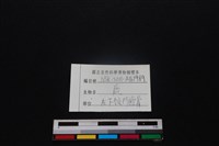 梅花鹿骨藏品圖，第3張